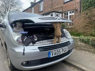 Lower Church Street Teddies Article Photo - 